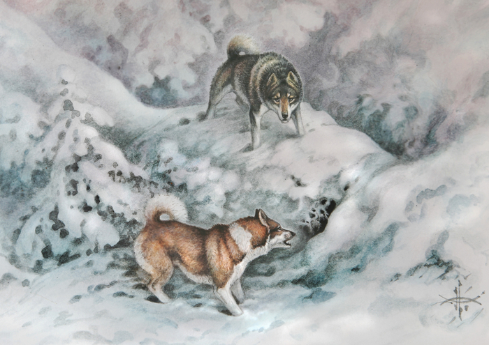 Охотничьи лайки. Западно-сибирская лайка.