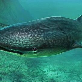 Китовая акула