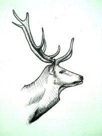 Deer