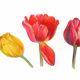 Акварельные тюльпаны. Ботаническая иллюстрация 