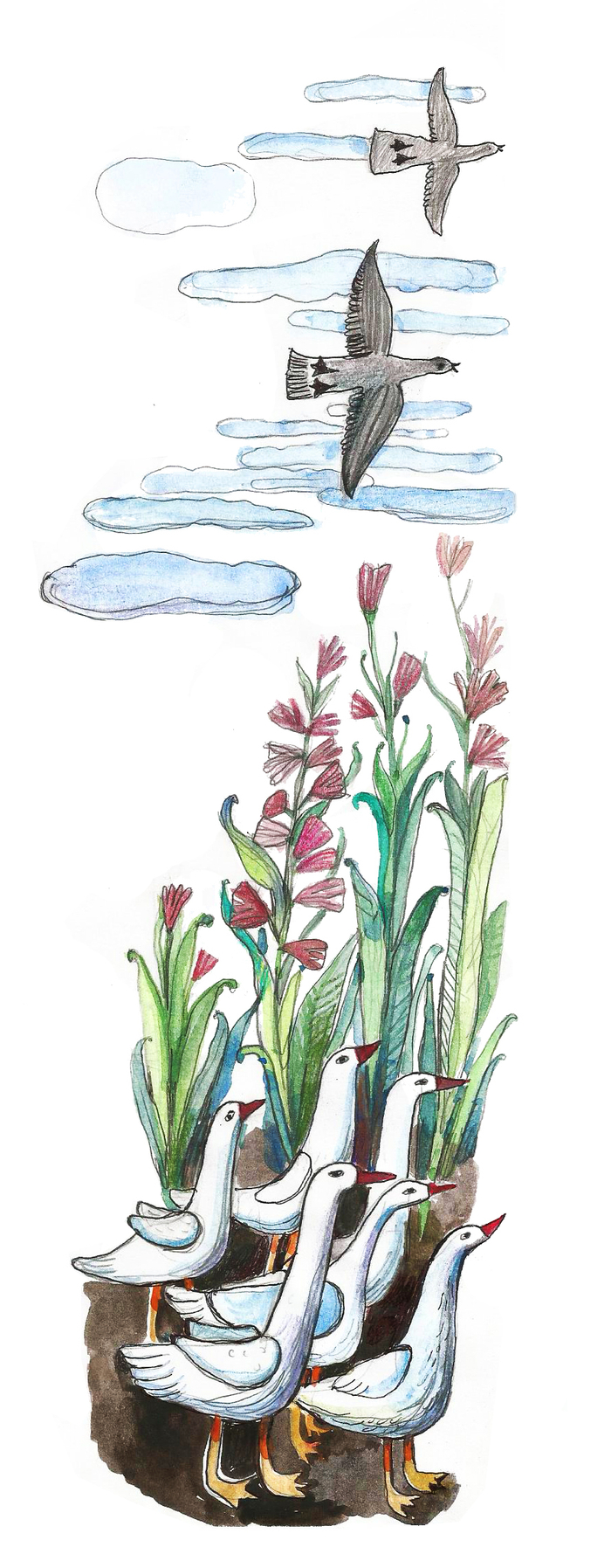 Домашние гуси и дикие птицы