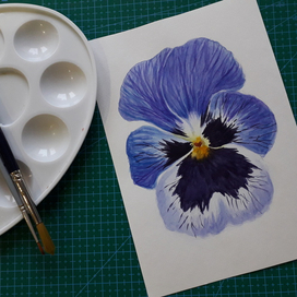 Анютины глазки