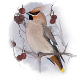 Свиристель