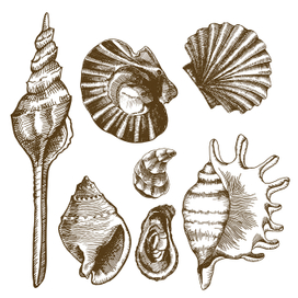 Набор ракушек (скетч, вектор, растр)
