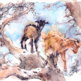 Марокканские козы