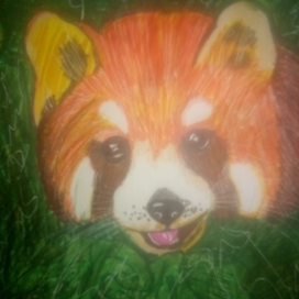 Красная панда на охоте 