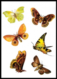 (без названия)