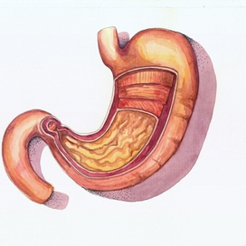 Желудок \ Stomach