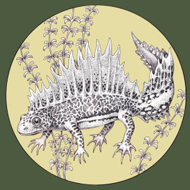 Малоазиатский тритон. Серия "Красная Книга СССР"