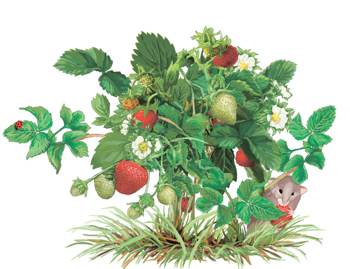 кустик клубники.