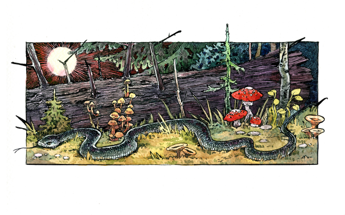 Змея подколодная (в цвете)