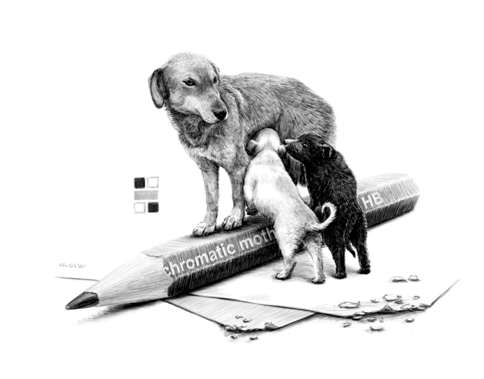 Ахроматическая композиция