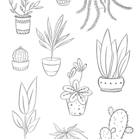 Домашние цветы