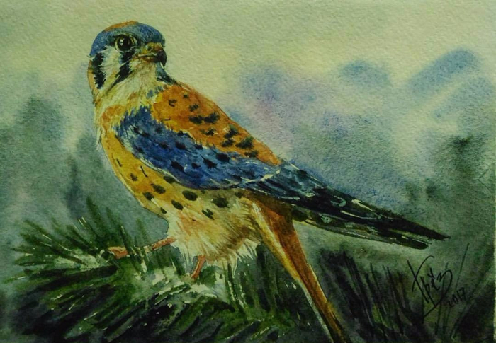 американская пустельга