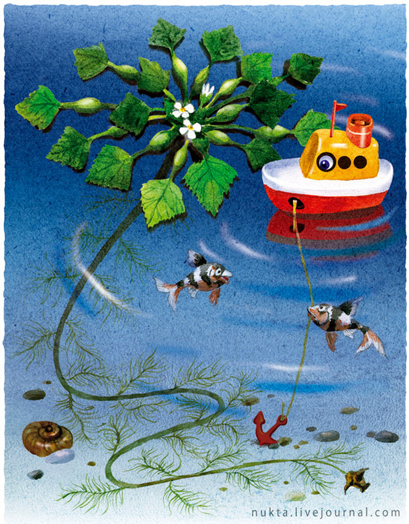 водяной орех