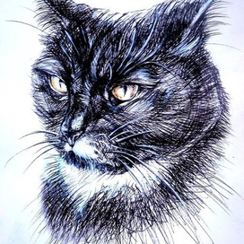 Джентльмен