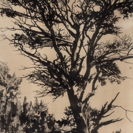 Старая сосна