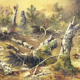 Березовые пни