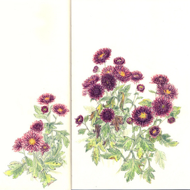 хризантемы