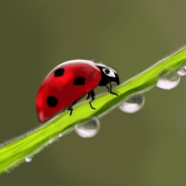 Божья коровка