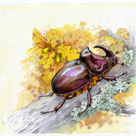 Жук-носорог