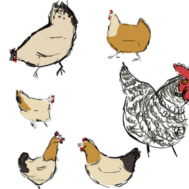 двор куриный 