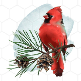 Красный кардинал на еловой ветке