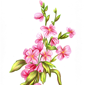 Цветы ботаника 2
