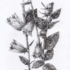 Колокольчики