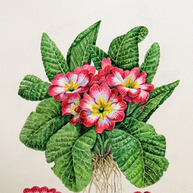 Примула. Научная иллюстрация 