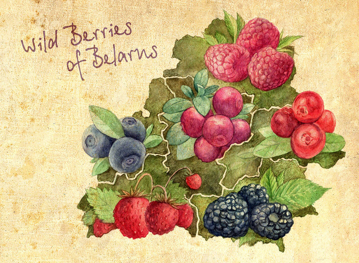 Лесные ягоды Беларуси