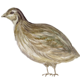 Куропатка элемент для паттерна