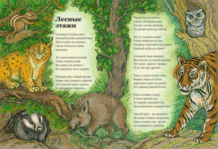 Лесные этажи