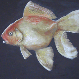 золотая рыбка