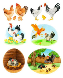 Петушки и курочки