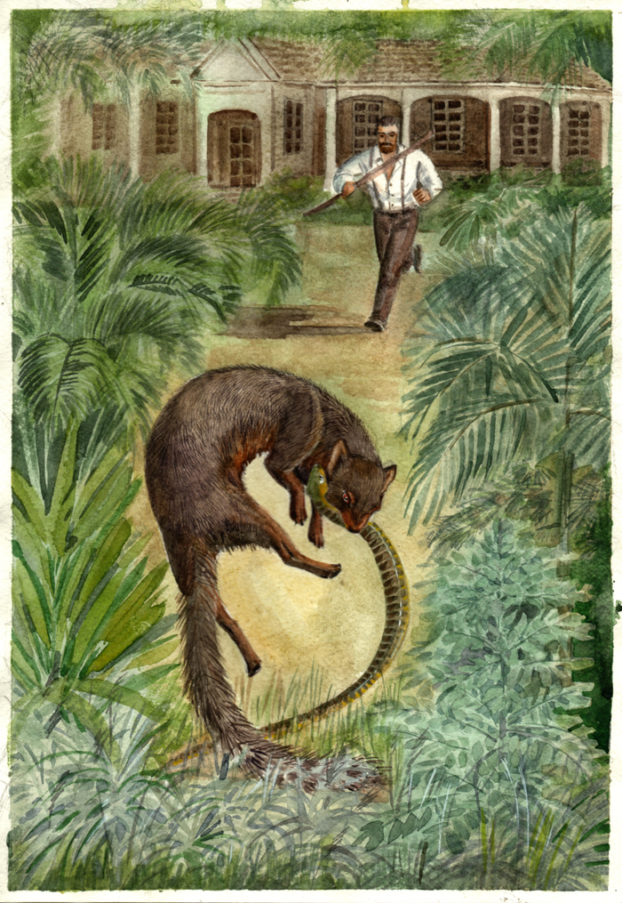 Рикки-Тики-Тави