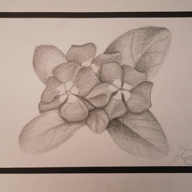 Быстрая зарисовка фиалки.