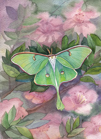 Павлиногла́зка Артеми́да