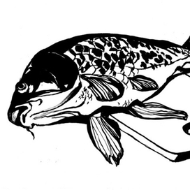 бедный карп