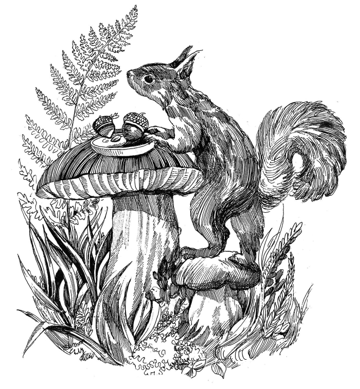 Умная белка