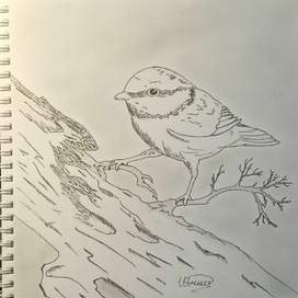 Лучше синица рядом 