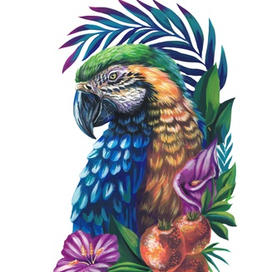 Попугай Ара