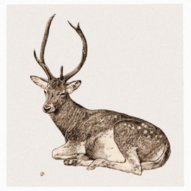Cervus elaphus