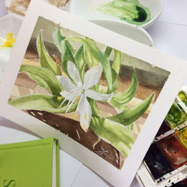 Цветок хлорофитума. Акварель