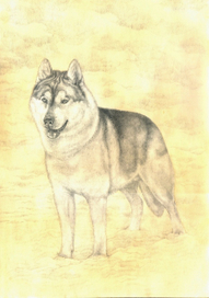 портрет Алгора