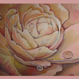 цветок розы