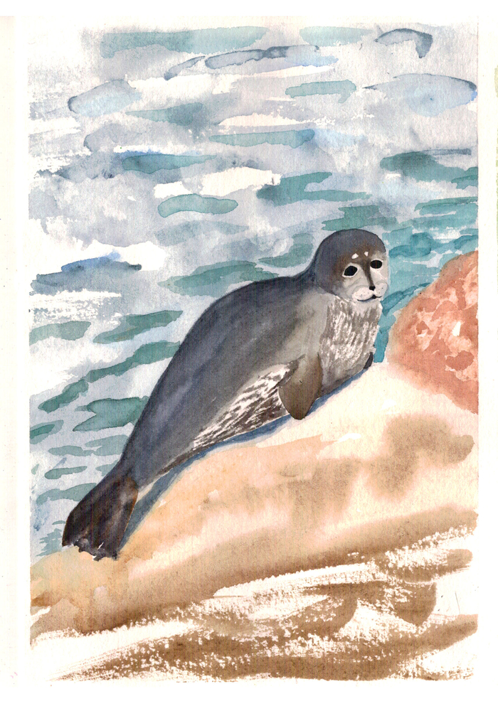 Байкальская нерпа 