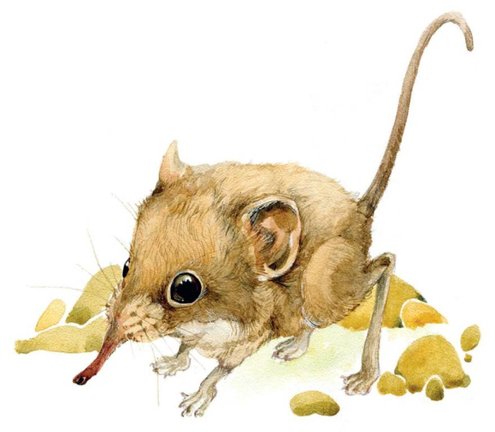 Слоновый прыгунчик