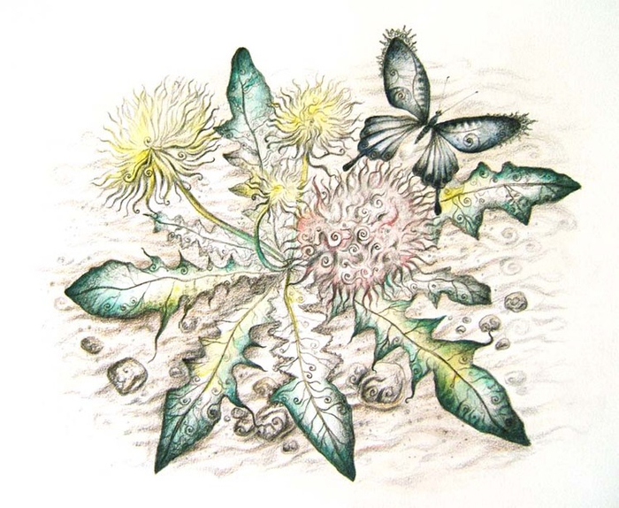 кружевной одуванчик