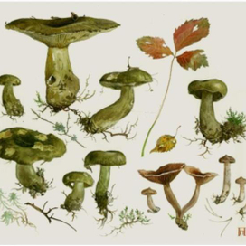 Черные грузди и горькушки